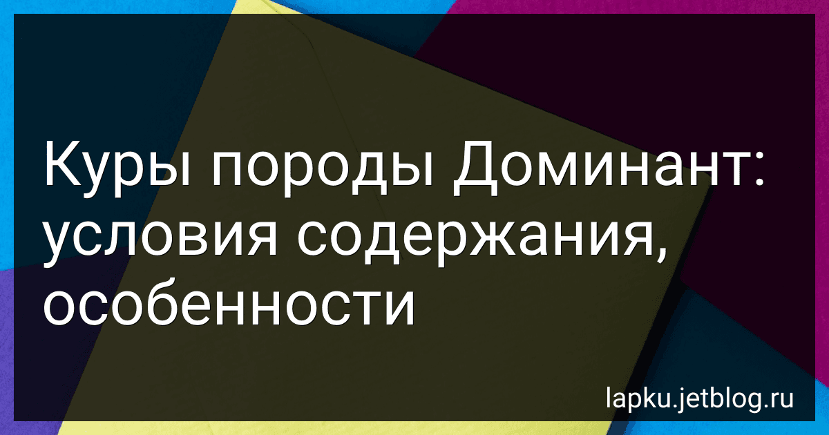 Куры породы Доминант: условия содержания, особенности image