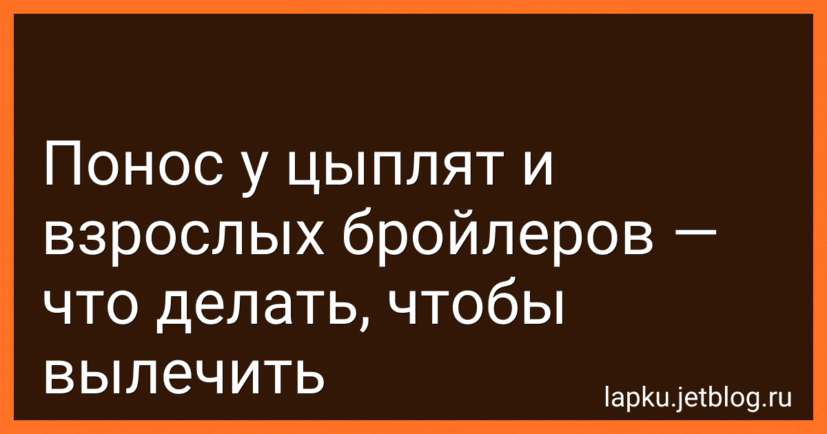 Понос у цыплят и взрослых бройлеров - что делать, чтобы вылечить image