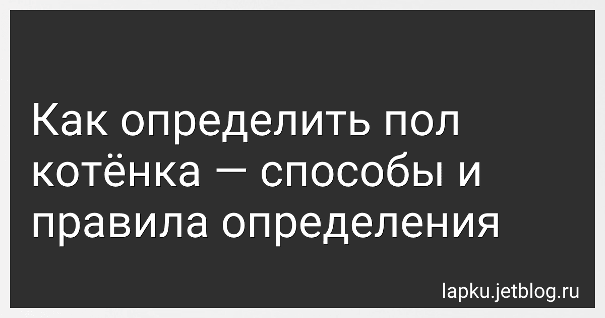 Как определить пол котёнка - способы и правила определения image
