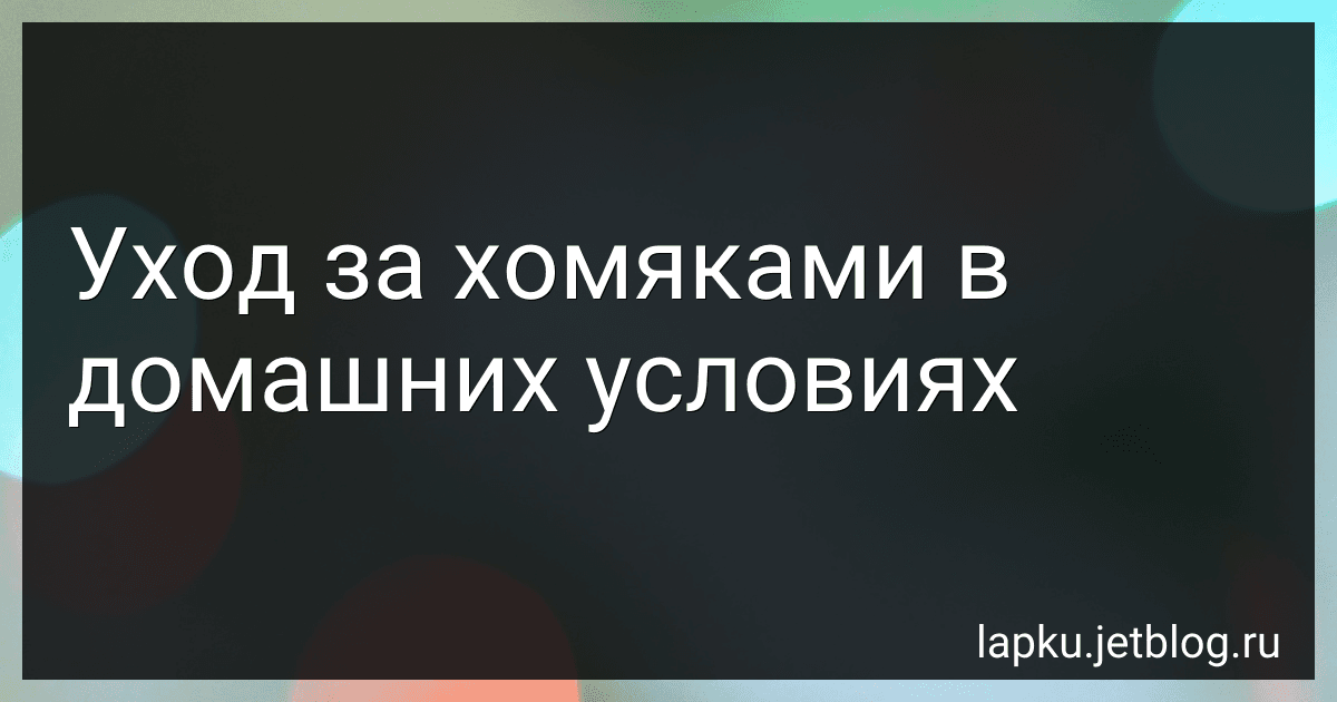 Уход за хомяками в домашних условиях image