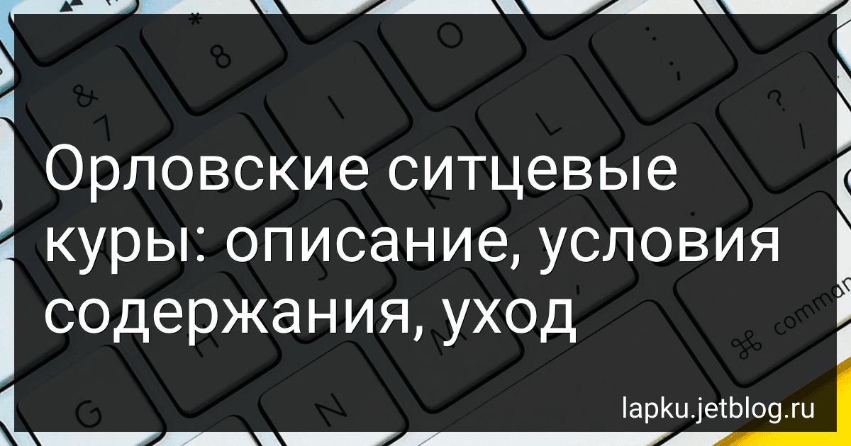 Орловские ситцевые куры: описание, условия содержания, уход image