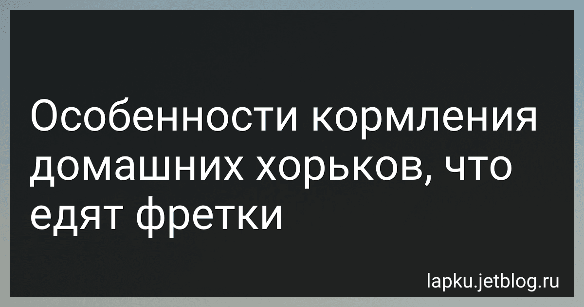 Особенности кормления домашних хорьков, что едят фретки image
