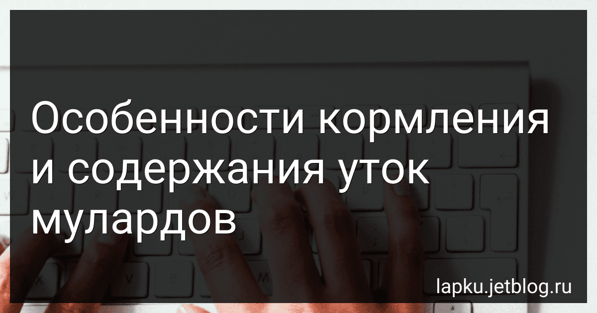 Особенности кормления и содержания уток мулардов image