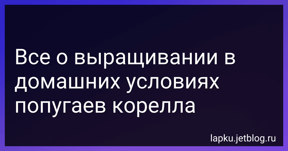 Все о выращивании в домашних условиях попугаев корелла image