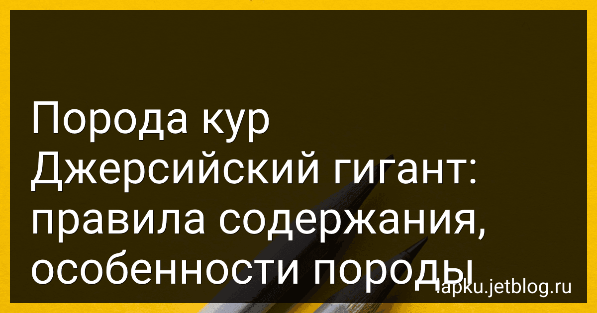 Порода кур Джерсийский гигант: правила содержания, особенности породы image