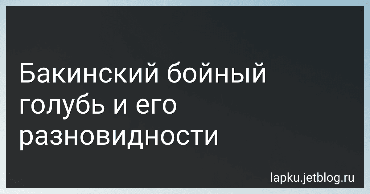 Бакинский бойный голубь и его разновидности image