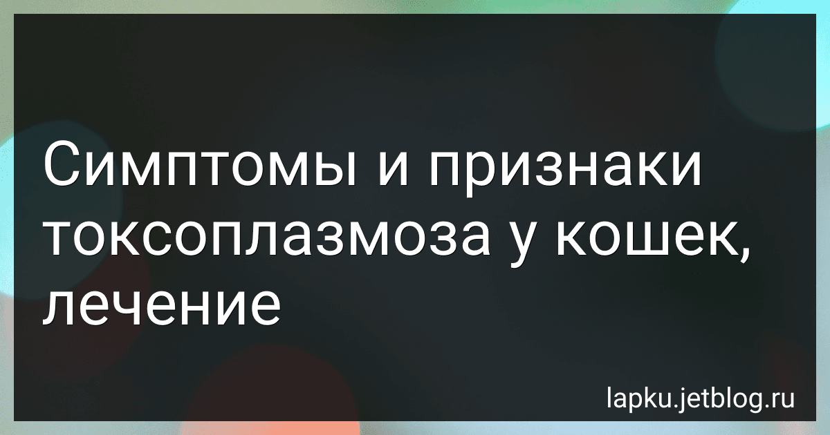 Симптомы и признаки токсоплазмоза у кошек, лечение image