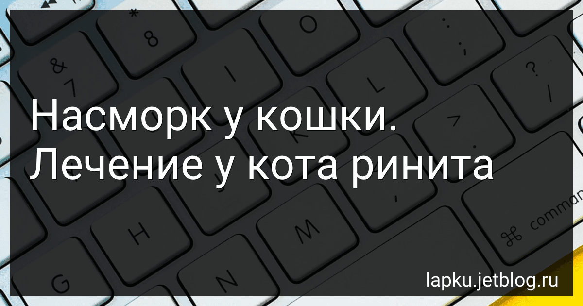 Насморк у кошки. Лечение у кота ринита image