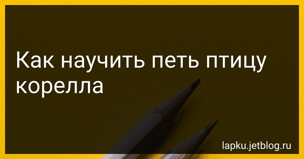 Как научить петь птицу корелла image