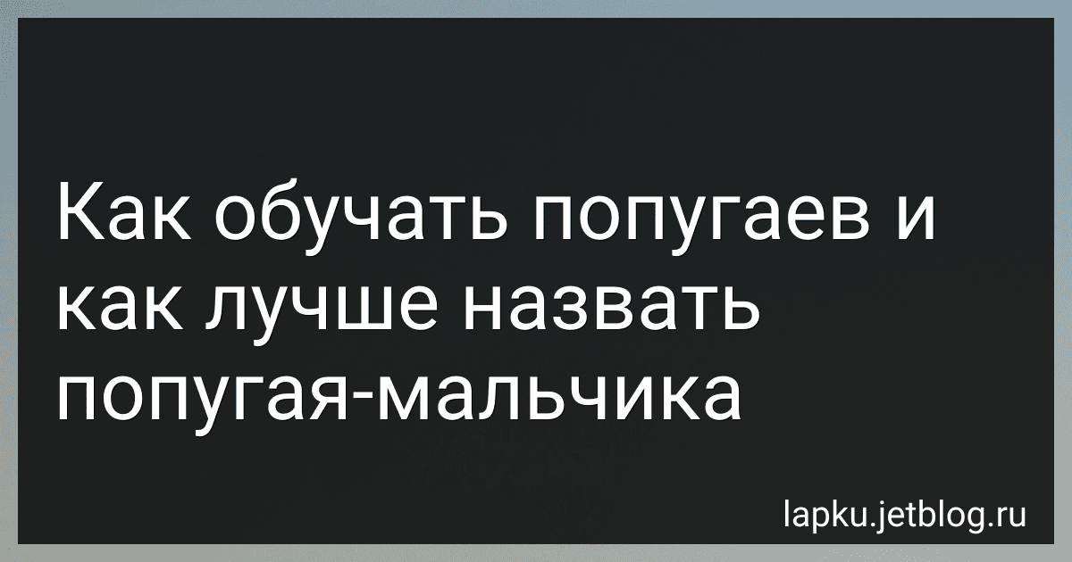 Как обучать попугаев и как лучше назвать попугая-мальчика image