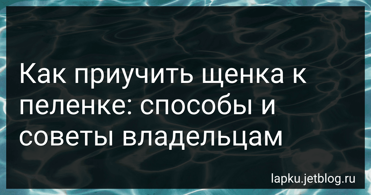 Как приучить щенка к пеленке: способы и советы владельцам preview