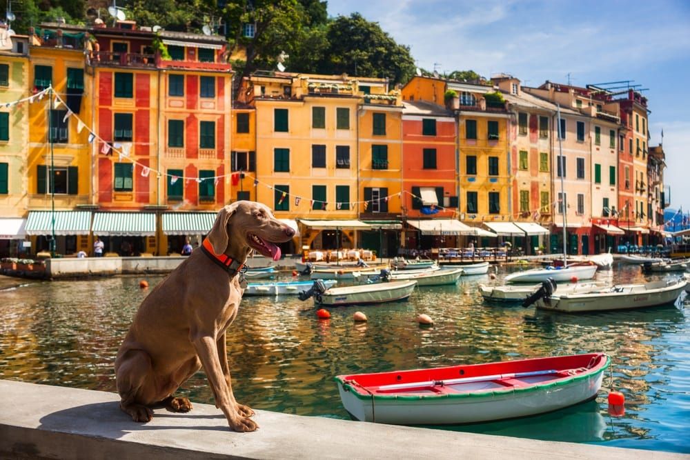 What is the Most Popular Dog Names in Italy preview