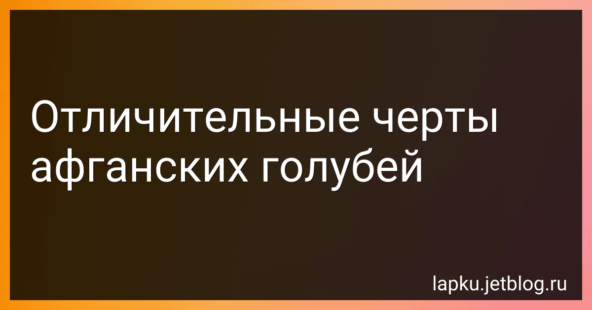 Отличительные черты афганских голубей preview