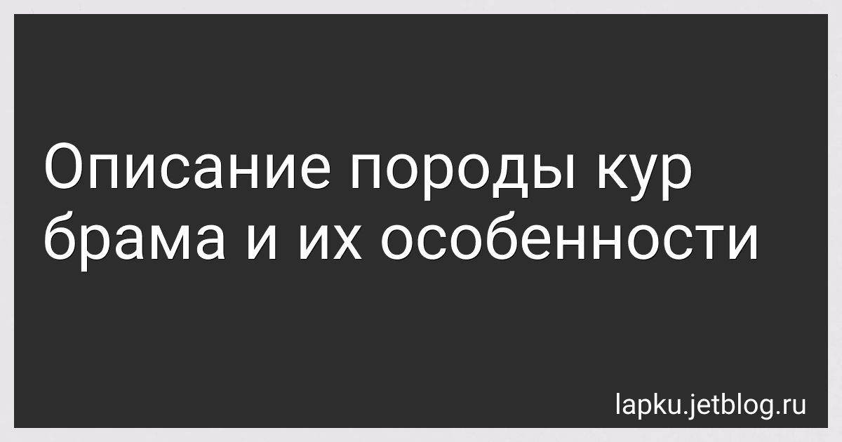 Описание породы кур брама и их особенности image