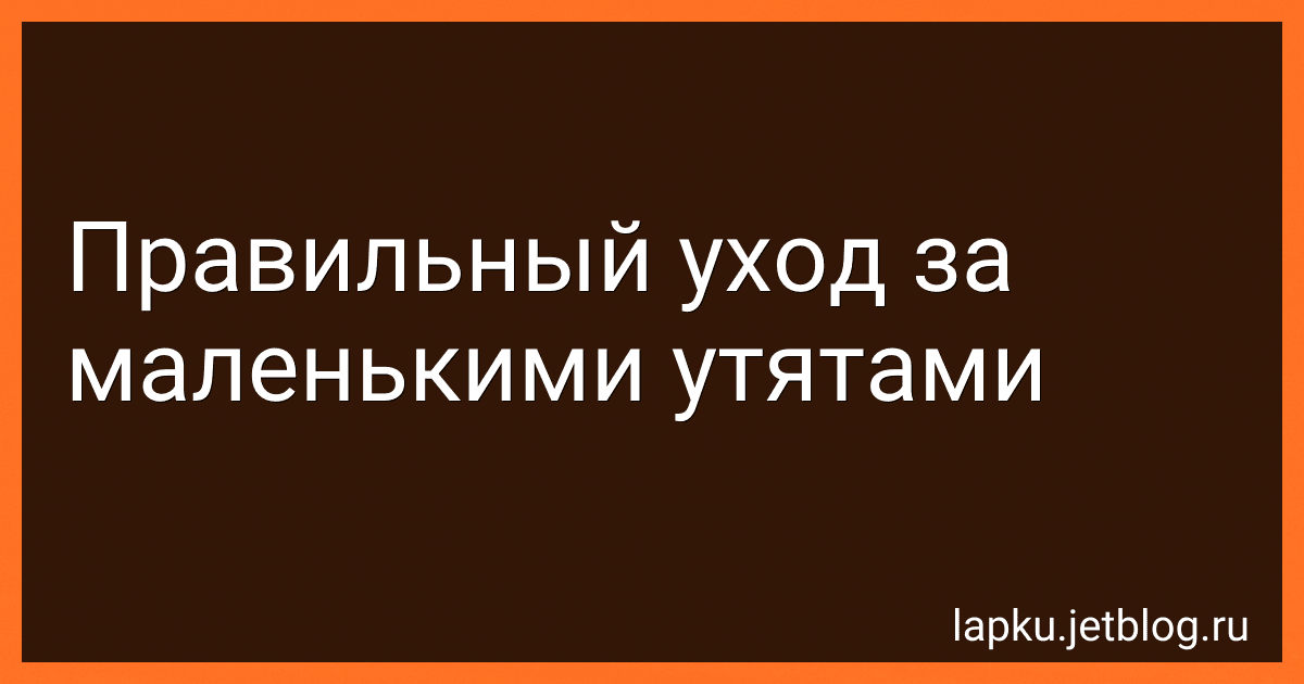Правильный уход за маленькими утятами image