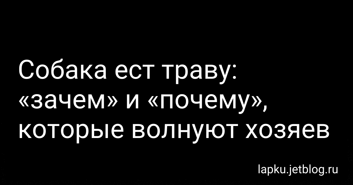 Собака ест траву: «зачем» и «почему», которые волнуют хозяев preview