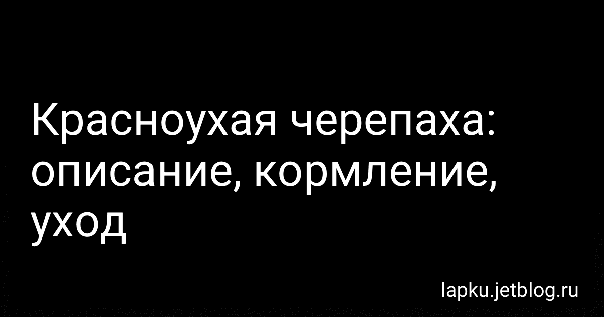 Красноухая черепаха: описание, кормление, уход image