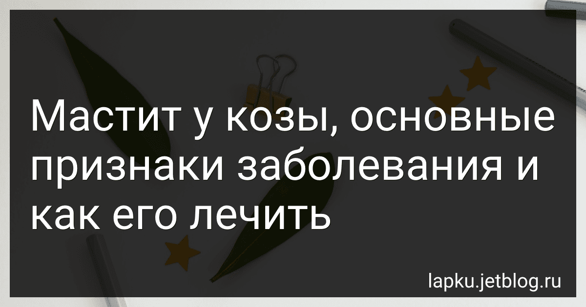 Мастит у козы, основные признаки заболевания и как его лечить image