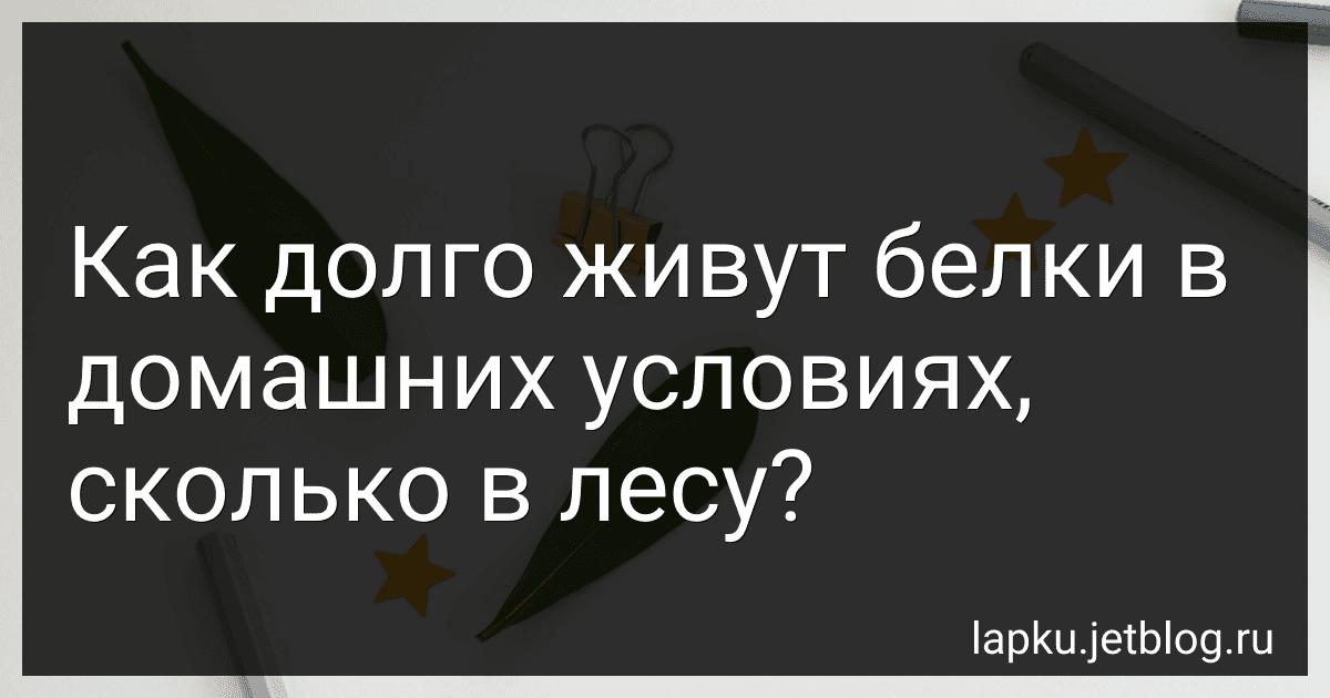 Как долго живут белки в домашних условиях, сколько в лесу? image