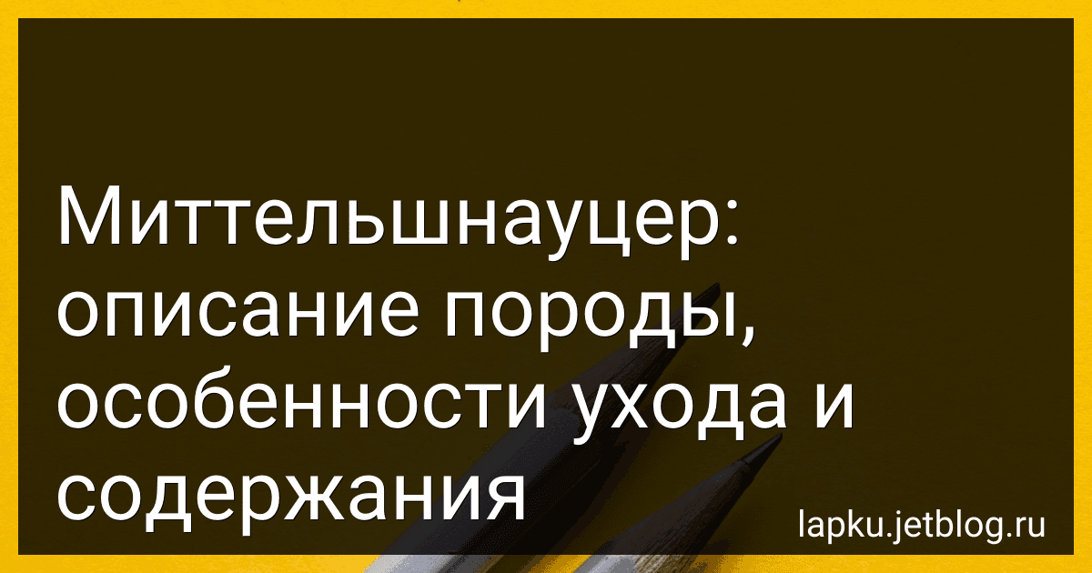 Миттельшнауцер: описание породы, особенности ухода и содержания preview