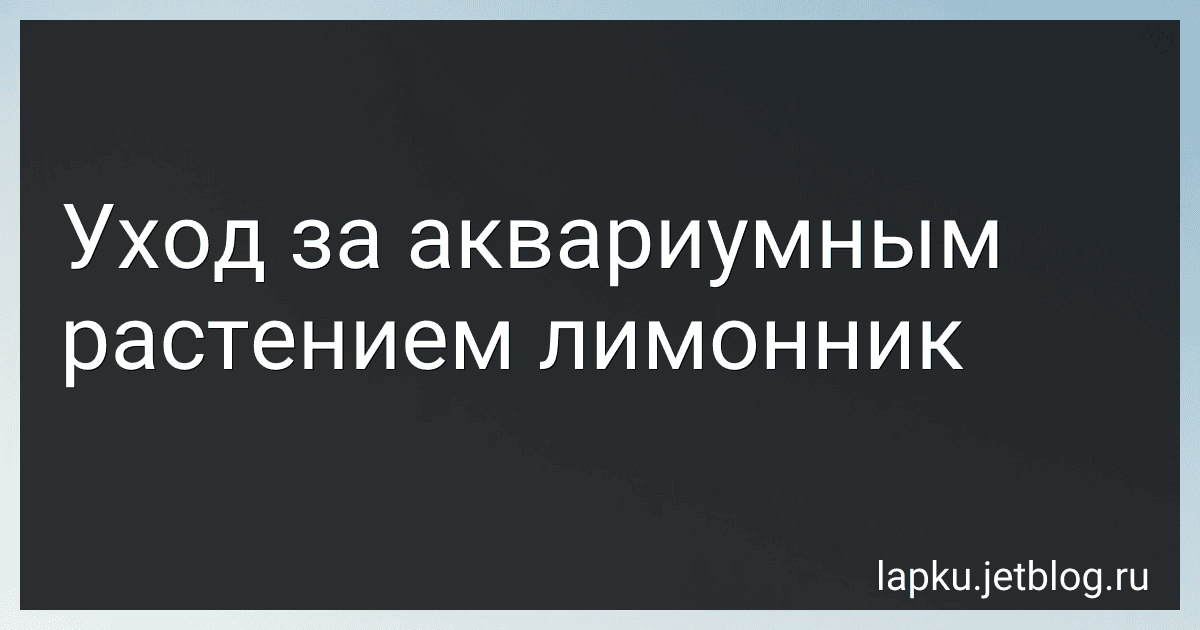 Уход за аквариумным растением лимонник preview