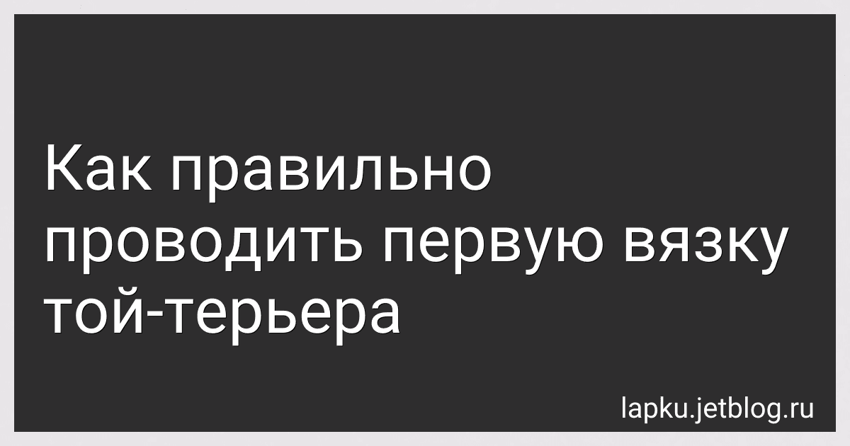 Как правильно проводить первую вязку той-терьера preview