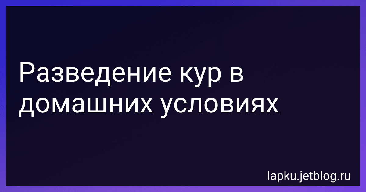 Разведение кур в домашних условиях image