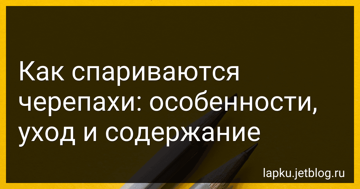Как спариваются черепахи: особенности, уход и содержание image