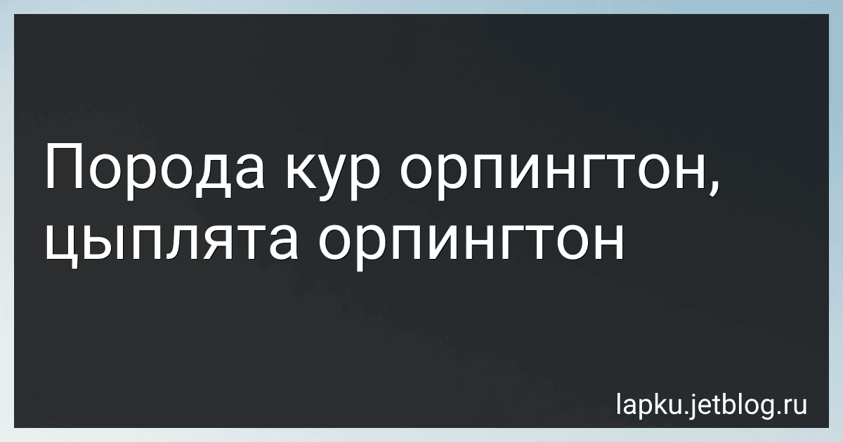 Порода кур орпингтон, цыплята орпингтон image