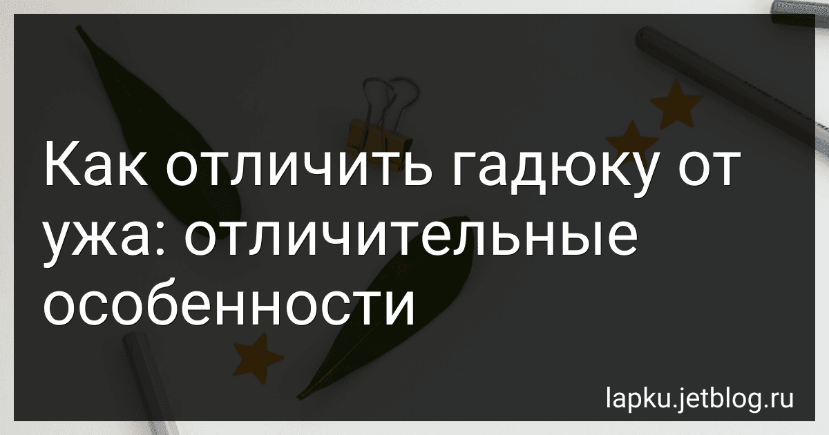 Как отличить гадюку от ужа: отличительные особенности image