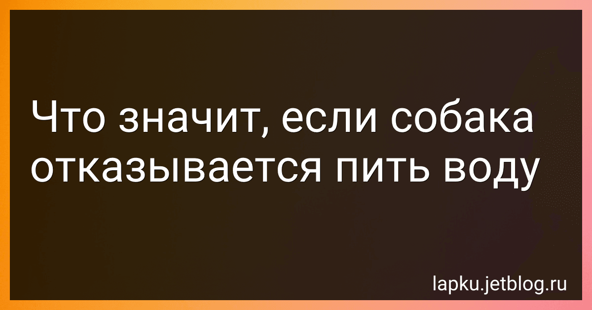 Что значит, если собака отказывается пить воду preview