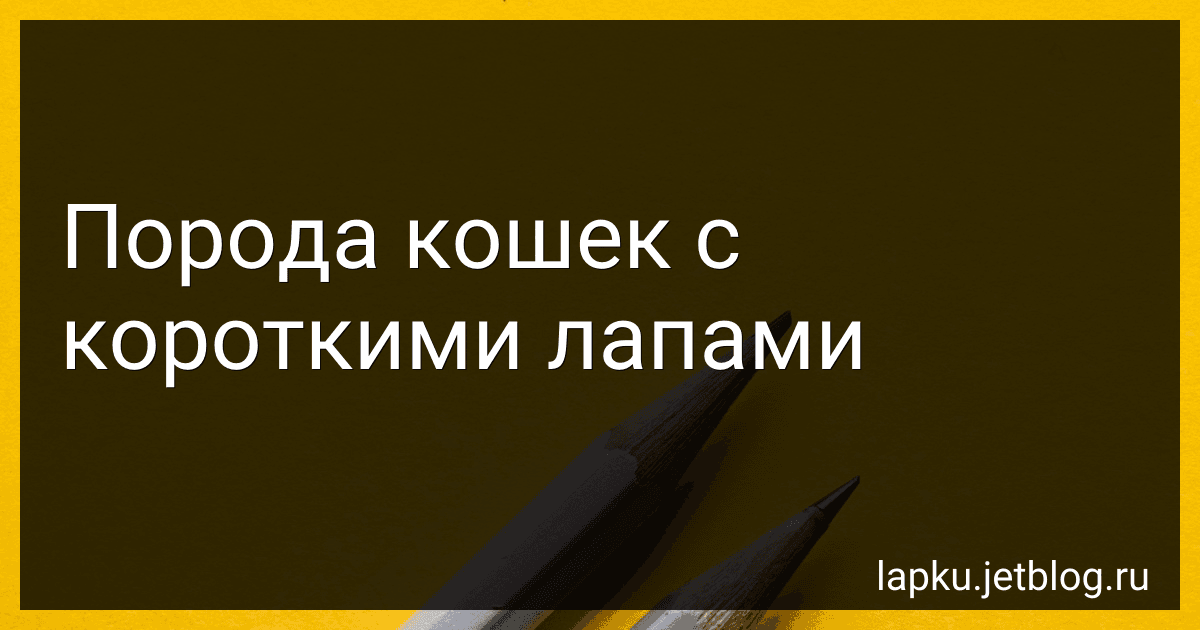 Порода кошек с короткими лапами image