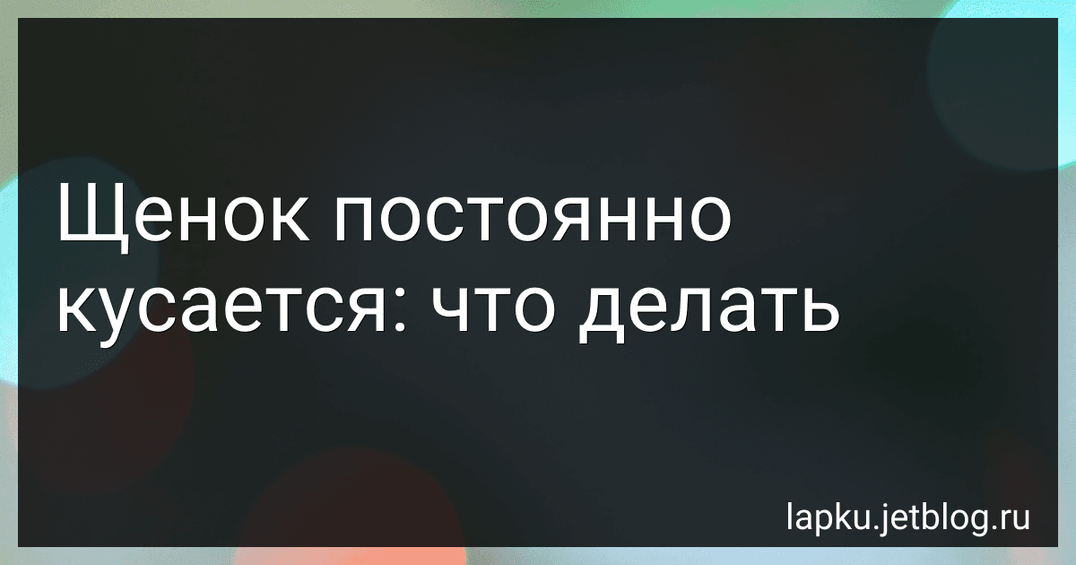 Щенок постоянно кусается: что делать preview