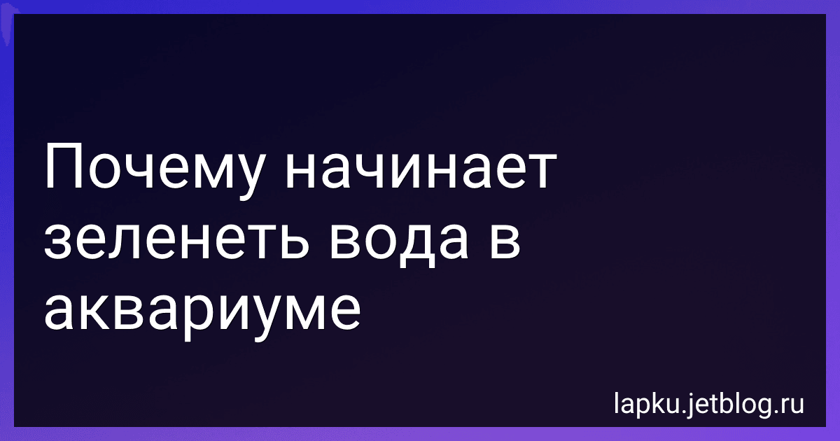 Почему начинает зеленеть вода в аквариуме preview