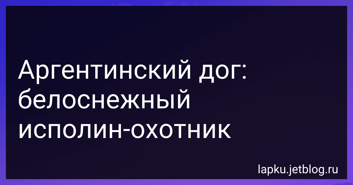 Аргентинский дог: белоснежный исполин-охотник preview