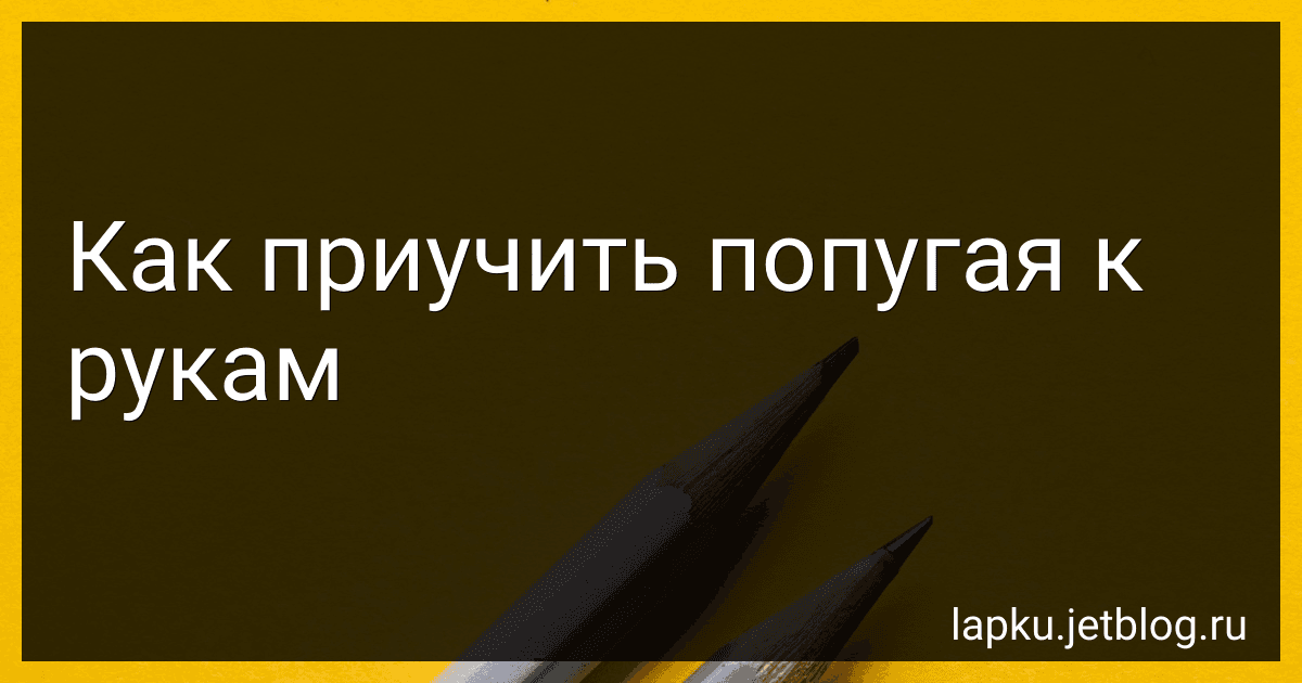 Как приучить попугая к рукам image