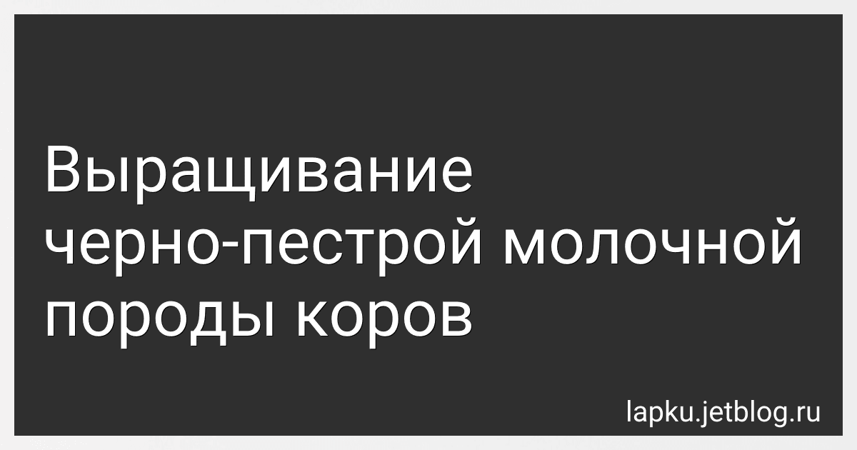 Выращивание черно-пестрой молочной породы коров image