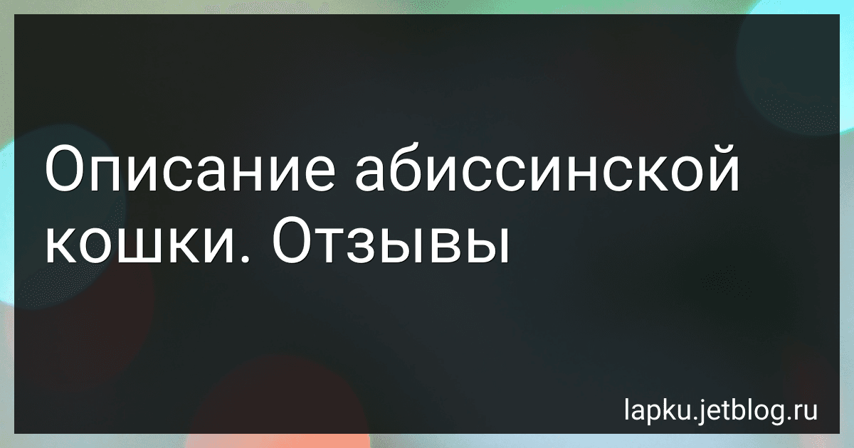 Описание абиссинской кошки. Отзывы image