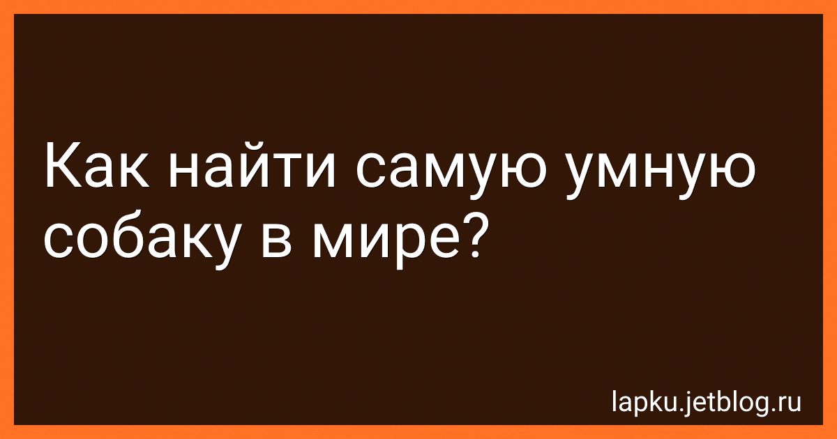 Как найти самую умную собаку в мире? preview