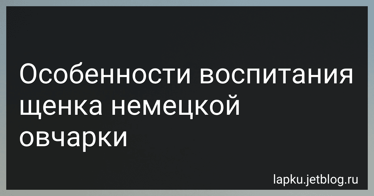 Особенности воспитания щенка немецкой овчарки preview