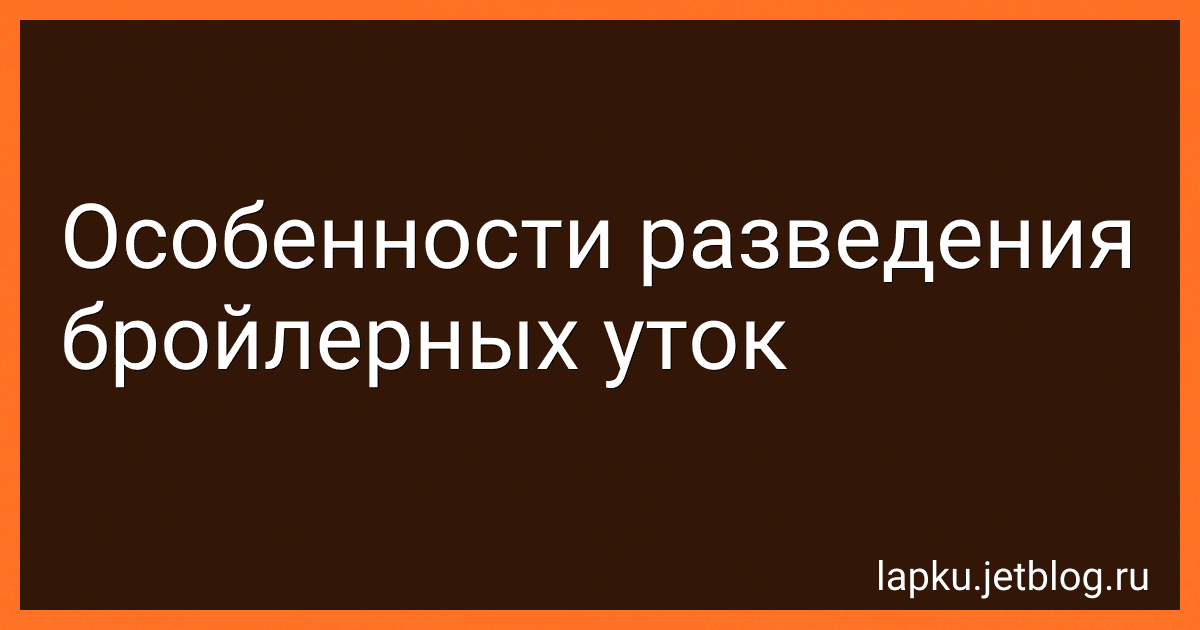 Особенности разведения бройлерных уток image