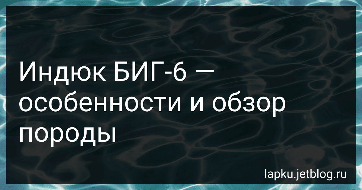 Индюк БИГ-6 - особенности и обзор породы image