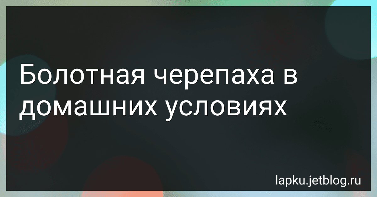 Болотная черепаха в домашних условиях image