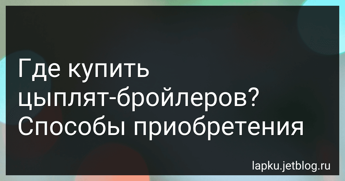 Где купить цыплят-бройлеров? Способы приобретения image