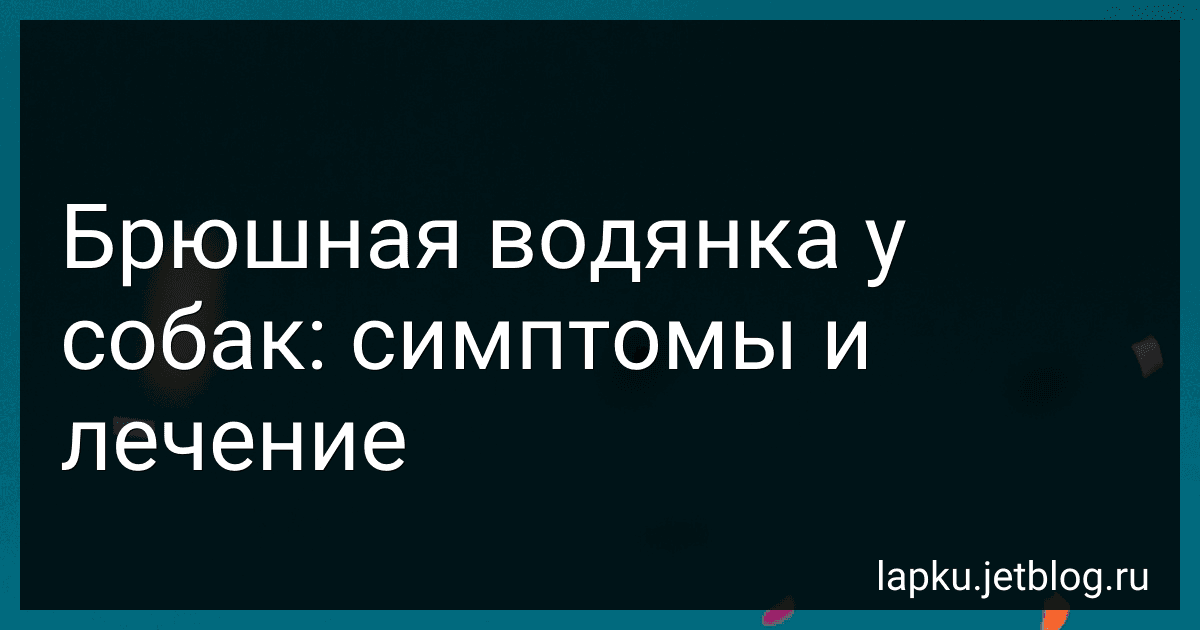 Брюшная водянка у собак: симптомы и лечение preview