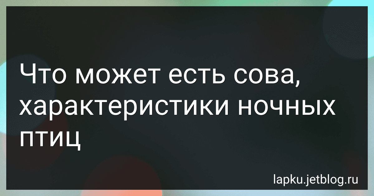 Что может есть сова, характеристики ночных птиц image