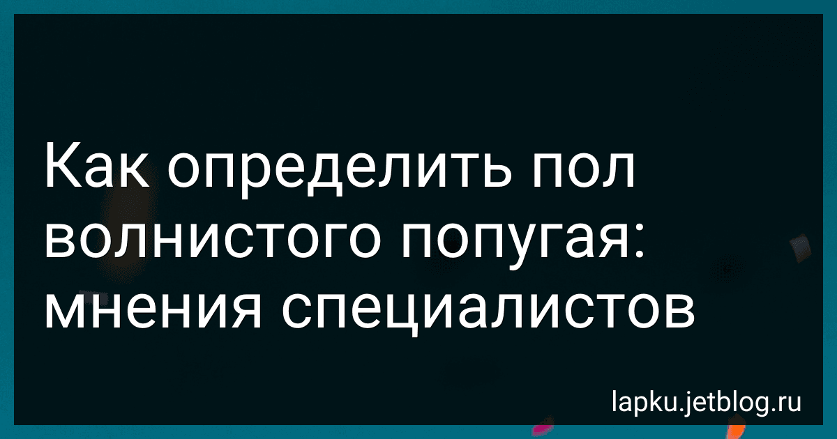Как определить пол волнистого попугая: мнения специалистов image