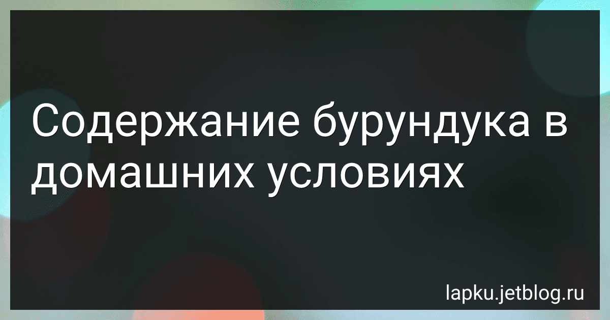 Содержание бурундука в домашних условиях image