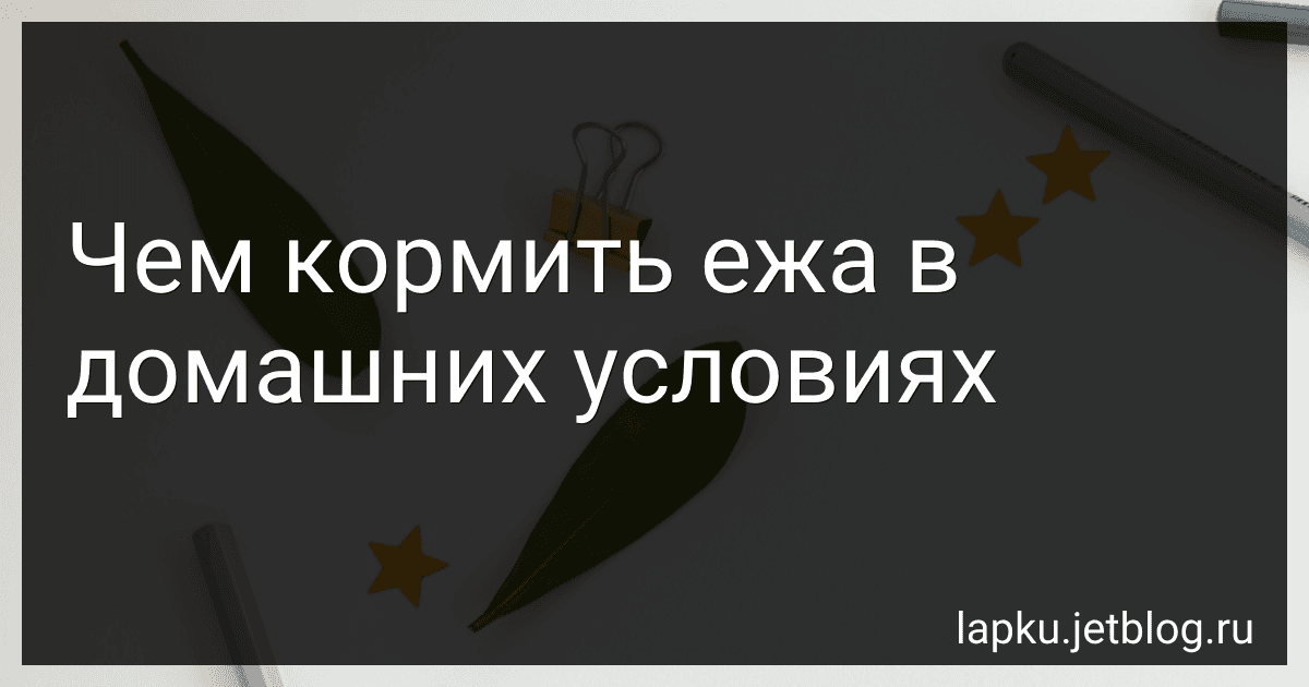 Чем кормить ежа в домашних условиях image