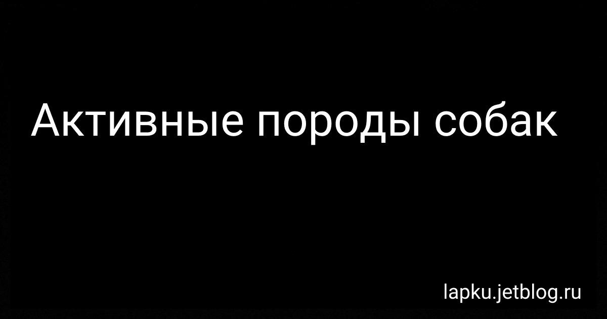 Активные породы собак preview